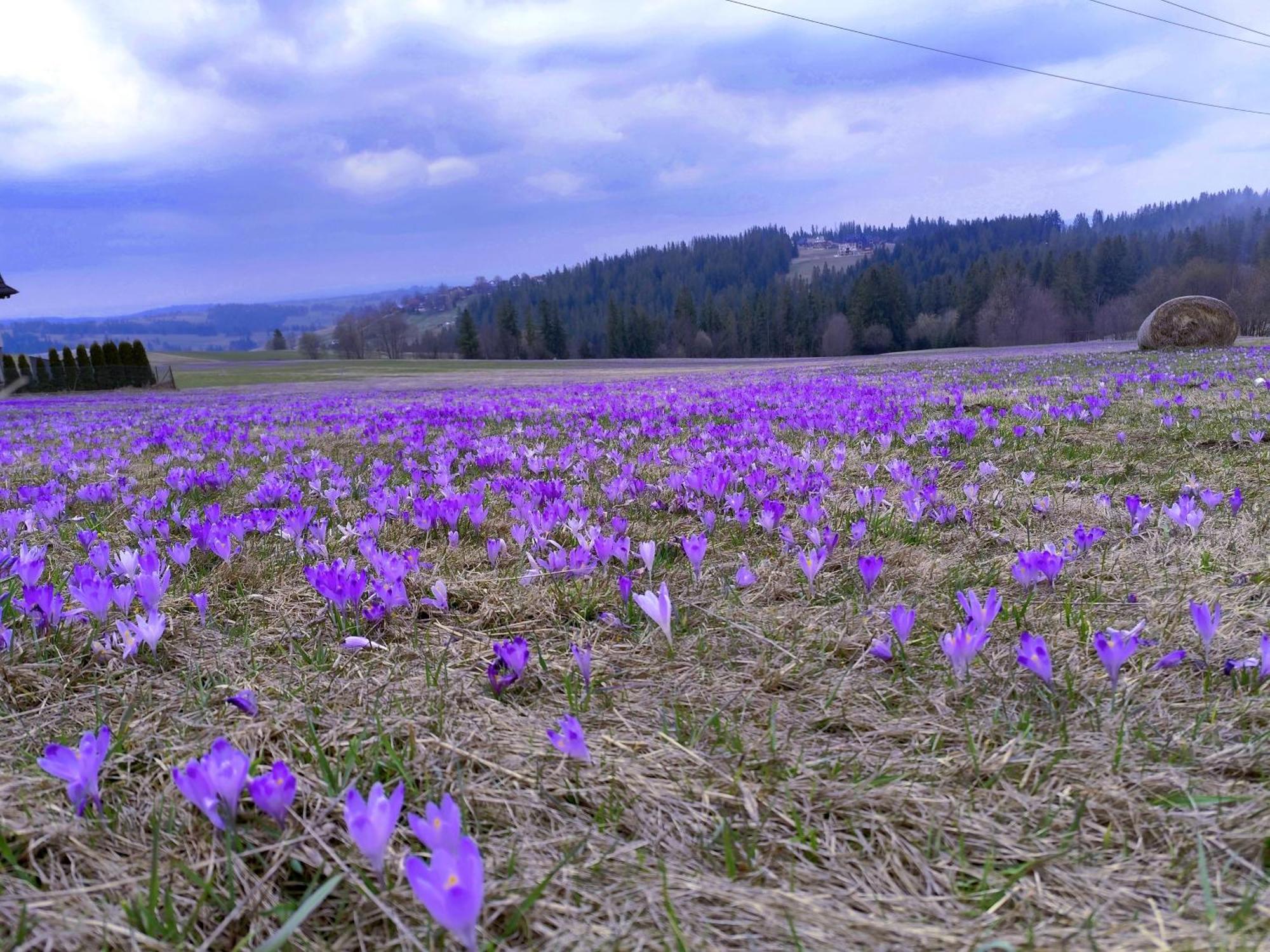 Ania Wynajem Pokoi, Zakopane